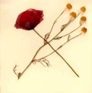 photo Crée ton herbier