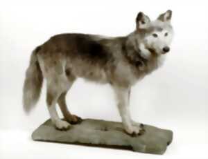 photo Le loup à la loupe