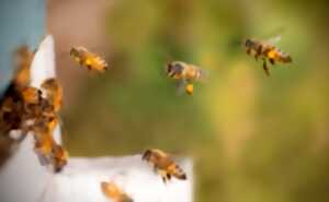 photo Bee to be