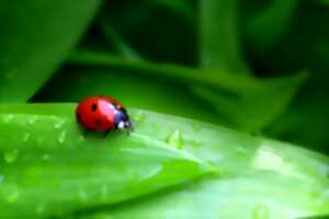 photo A la découverte des coccinelles - Atlas de la biodiversité