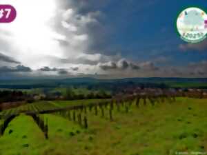 photo Balade découverte 'Paysage de vignes et trésors botaniques'