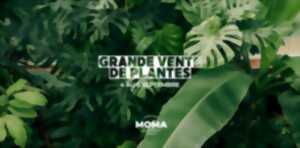 photo Grande vente de plantes au Moma Kitchen