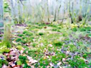 photo Sortie bryologie : Partez à la découverte des mousses