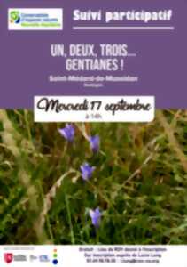 photo Un, deux, trois... gentianes ! Comptage participatif