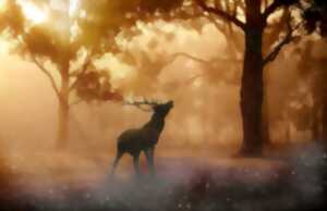 photo Brâme du cerf