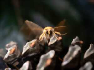 photo Faune nocturne et papillons de nuit