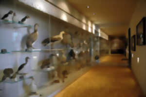 photo Visite en tête à tête au Musée Bernard d'Agesci à Niort