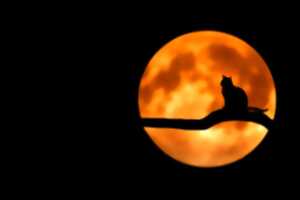 photo Atelier de création du mercredi : la lune rousse
