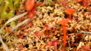 photo Balade nature : Champignons et lichens