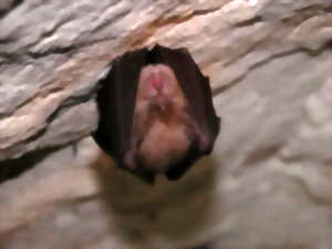photo Nuit de la chauve-souris