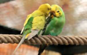 photo Concours et bourse aux oiseaux