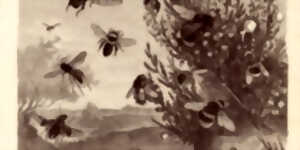 photo Café Apicole - Les pollinisateurs