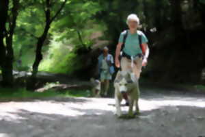 photo Randonner avec un chien nordique à Oloron Sainte-Marie
