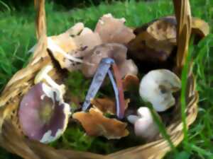 photo Découverte des champignons en forêt d'Halatte