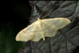 photo Papillons de nuit et compagnie