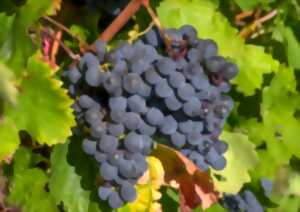 photo Micro-Folie : Visite libre - Vendanges