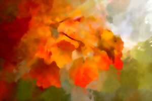 photo EXPOSITION : ARBRES ET COMPAGNIE