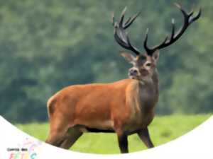 photo Rando Brame du Cerf