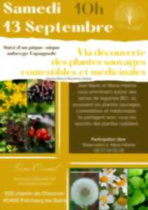 photo à la découverte des plantes sauvages comestibles et médicinales