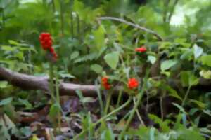 photo Balade des plantes sauvages