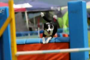 photo Concours Agility