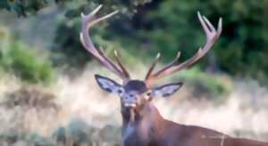 photo Sortie nature : le brame du cerf