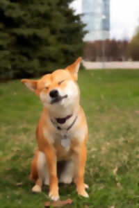 photo Canid'Day