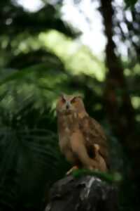 photo Hibou-Rando aux Jardins de Sothys