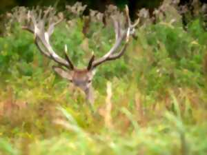 photo Soirée Tartiflette en période de brâme du cerf
