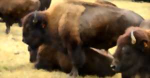 photo Portes ouvertes de l'élevage de bisons