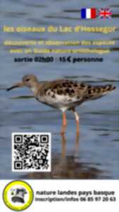 photo Les oiseaux du lac d'Hossegor