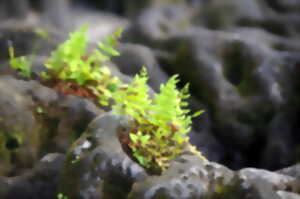 photo Les mercredis nature des vacances d'automne
