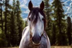 photo FÊTE DU CHEVAL AU MALZIEU