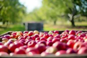 photo Marché d'automne