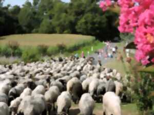 photo La Route de la Transhumance