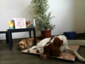 photo Lire avec les chiens