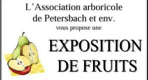 photo Exposition de fruits