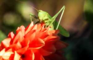 photo BALADE NATURE EN FAMILLE