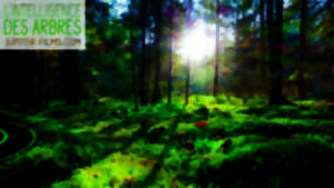 photo FÊTE DE LA SICENCE - CINÉMAM DOC - L'INTELLIGENCE DES ARBRES