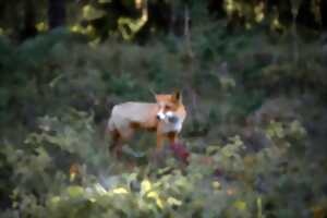 photo Tribu nature