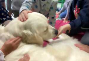 photo Médiation canine pour les enfants DYS ou en difficulté d'apprentissage de la lecture