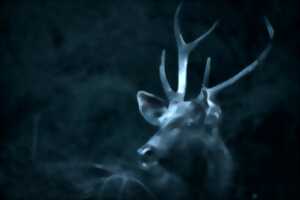 photo Les animaux au clair de lune