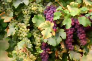photo Exposition De la vigne au vin
