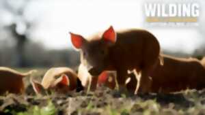 photo Cinéma - Wilding , retour à la nature sauvage