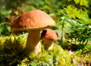 photo Nom d'un petit champignon !