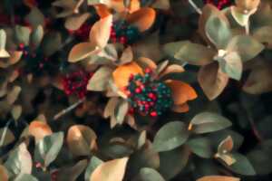 photo Sortie nature - Fruits sauvages