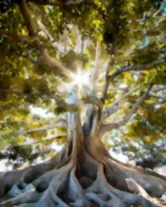photo Les 13 arbres sacrés de l'équinoxe d'automne