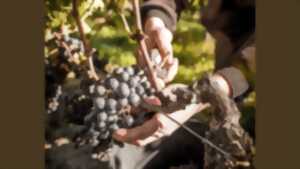 photo Brunch des Vendanges