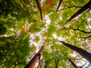 photo FÊTE DE LA SCIENCE 2025 : AU CŒUR D’UNE FORÊT EN MUTATION