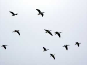 photo Observation de la migration des oiseaux